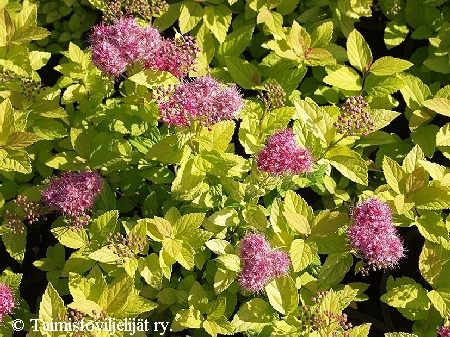 Spiraea japonica 'Golden Princess', keltajapaninangervo Spiraea japonica 'Golden Princess', keltajapaninangervo.jpg
